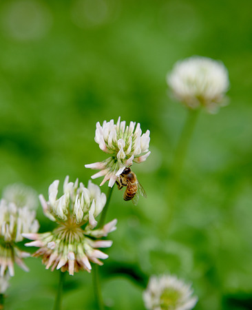 White beeの写真素材