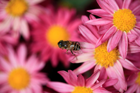 Chrysanthemum