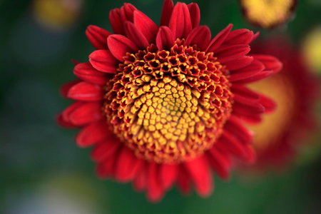 Chrysanthemumの写真素材