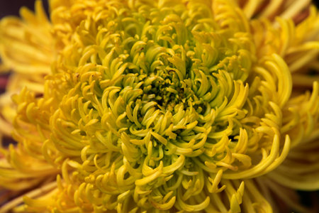 Chrysanthemumの写真素材