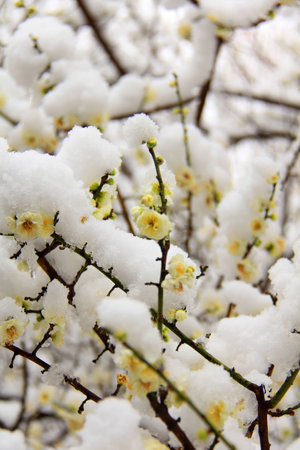 Bloomの写真素材