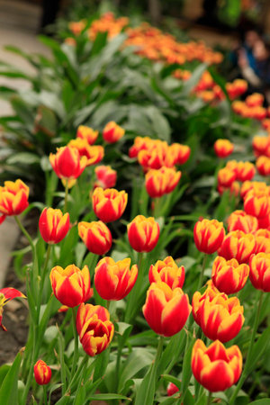 Tulipsの写真素材