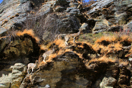 Goats on the mountain area at Yading, Daochengの写真素材