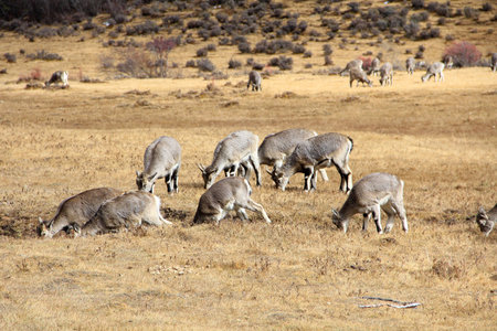 Goats on the mountain area at Yading, Daochengの写真素材
