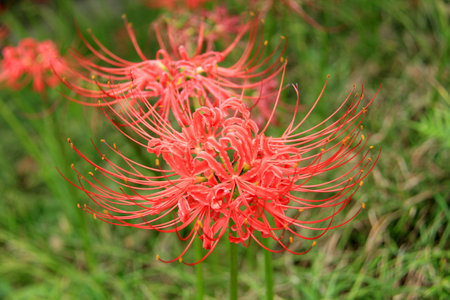 red spider lilyの写真素材