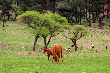 horsesの写真素材