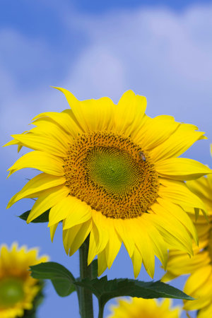 Sunflowerの写真素材