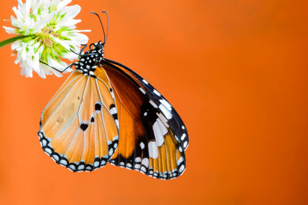 Butterfly close upの写真素材