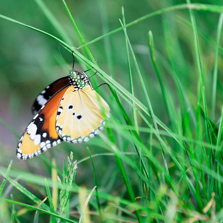 Butterfly  close upの写真素材