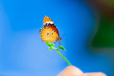 Butterfly close upの写真素材