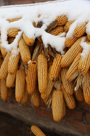 Snow covered corns hanging on the roof in the countrysideの写真素材