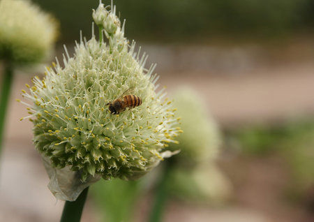 Close up of bee gathering honey on the top of chives flowers