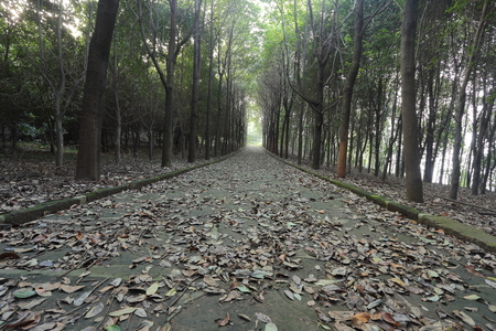 Silent road covered with leaves, in the dark forest in winterの写真素材