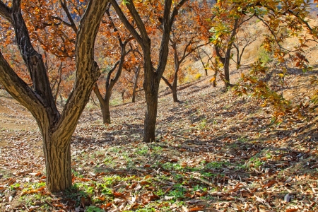 Beautiful chestnut tree in a mountainous area, Qianxi County, Hebei Provinceの写真素材