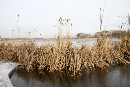 waterfront plant landscape in winter, north chinaの写真素材