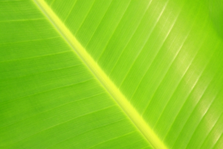closeup of banana leaf texture in the wildの写真素材