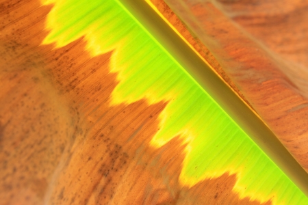 colorful banana leaf texture in the wildの写真素材