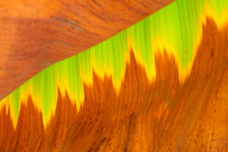 colorful banana leaf texture in the wildの写真素材