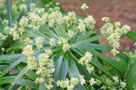 closeup of Phyllostachys heteroclada in the wildの写真素材