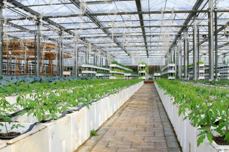 Soil less cultivation green vegetables in the Leting modern agricultural garden
の写真素材