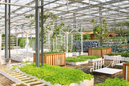 Soil less cultivation green vegetables in the Leting modern agricultural garden 
の写真素材