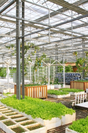 Soil less cultivation green vegetables in the Leting modern agricultural garden 
の写真素材