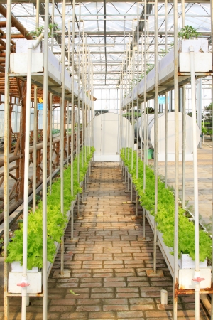 Soil less cultivation green vegetables in the Leting modern agricultural garden の写真素材