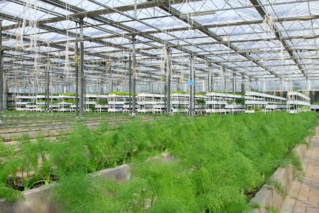 grow sturdily asparagus in the leting modern agricultural gardenの写真素材