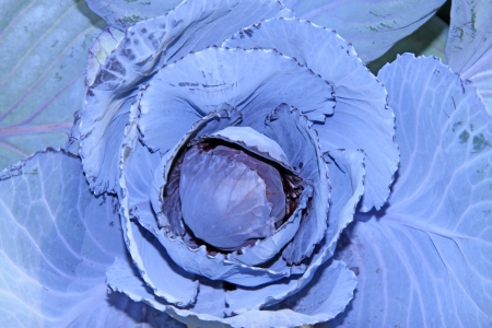 wild cabbage growing in agriculture fieldsの写真素材