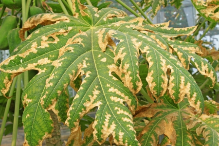 withered and yellow papaya leaves in the fieldsの写真素材