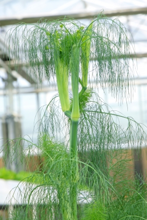 asparagus growing in agriculture fieldsの写真素材