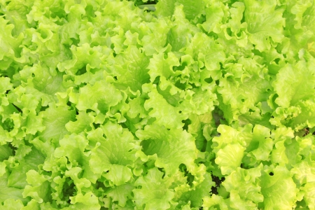 dense planting lettuce in agriculture fieldsの写真素材