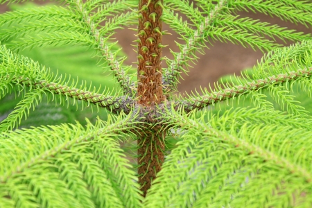 closeup of araucaria stalk in the wildの写真素材