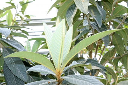 closeup of loquat leaves in a botanical gardenの写真素材