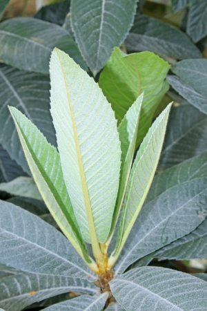 closeup of loquat leaves in a botanical gardenの写真素材