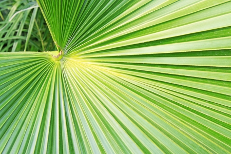 closeup of livistona palm leaves in a gardenの写真素材