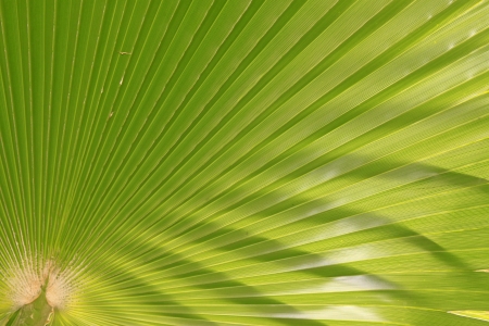 closeup of livistona palm leaves in a gardenの写真素材
