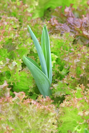 lettuce and tulips seedlings in a botanical gardenの写真素材