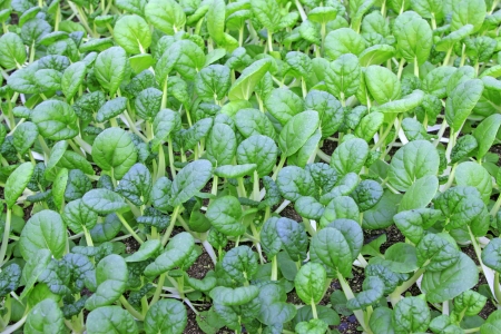 vegetable seedlings in a botanical gardenの写真素材