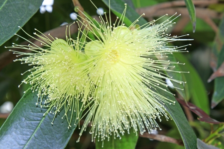 water syzygium flowers in a botanical gardenの写真素材