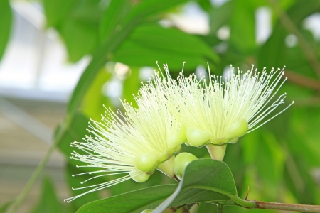 water syzygium flowers in a botanical gardenの写真素材