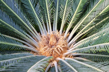 cycas plant burgeen in a garden, closeup of photo の写真素材