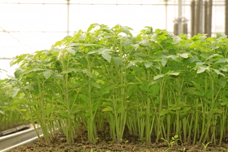 tomato seedlings grow sturdily in a gardenの写真素材