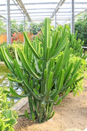 grow sturdily green cactus plants in a greenhouse の写真素材