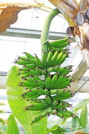 banana bunch in a plantation, closeup of photo の写真素材