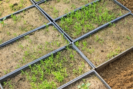 seedlings in the seedling tray, closeup of photo の写真素材