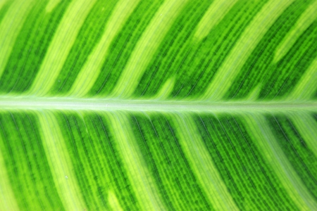 closeup of green fresh arrowroot blade textureの写真素材