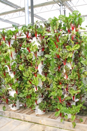 Soilless cultivation of green vegetables in a botanical gardenの写真素材