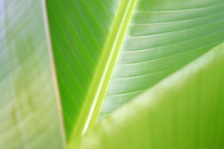 closeup of green fresh banana leaf textureの写真素材