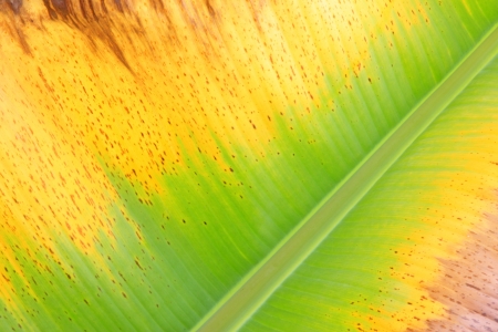 closeup of colorful fresh banana leaf textureの写真素材